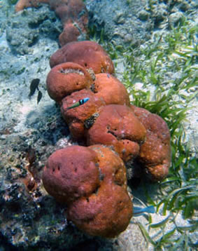 Roatan brain coral